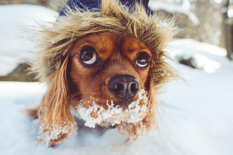 If you have the space to do so, it’s possible to create a small obstacle course for your pooch in the home. All you need is a few cones and some items for your dog to jump over.