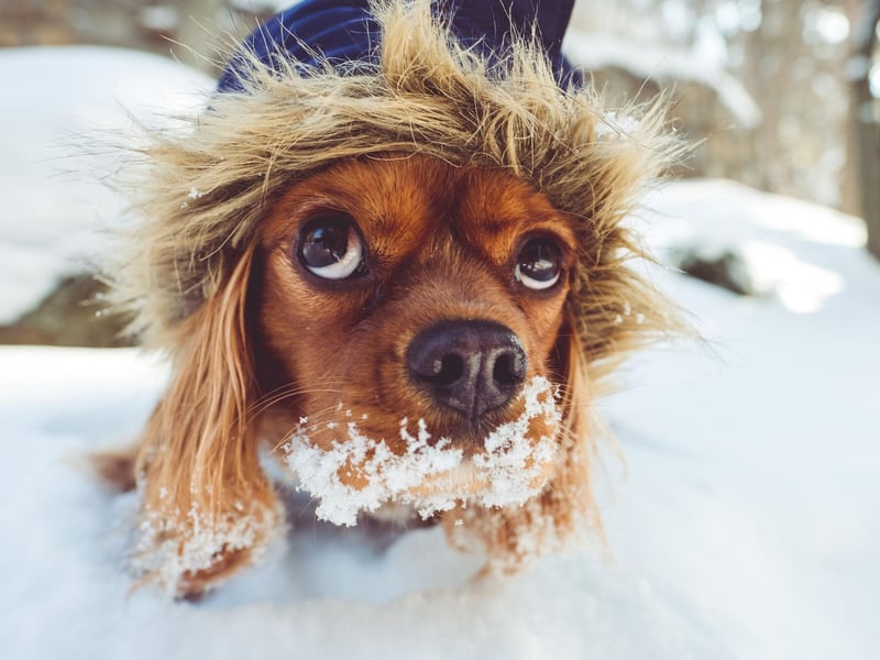 If you have the space to do so, it’s possible to create a small obstacle course for your pooch in the home. All you need is a few cones and some items for your dog to jump over.