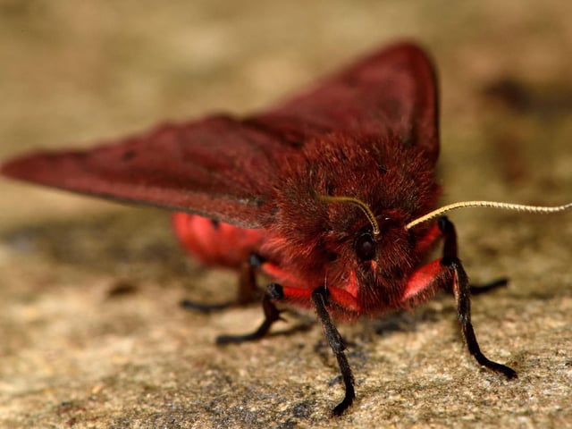 Tiger moths are amongst the most colourful insects in Scotland - coming in a variety of different patterns of black, white, red and yellow. July is a month where many of them are on the wing - look out for them being attracted to light or settled on window ledges - including the Ruby Tiger (pictures), Garden Tiger, and Wood Tiger.