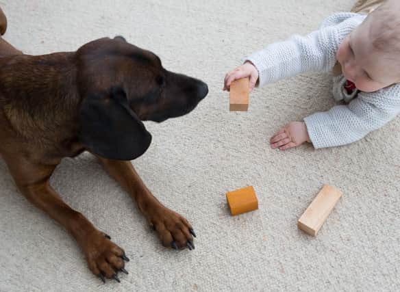 These are the breeds of dog you should consider if you're getting your first puppy.