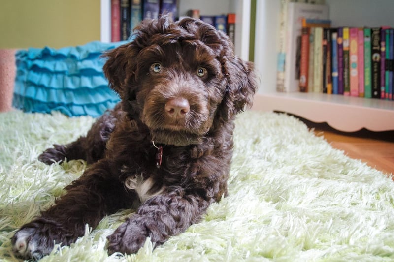 Barrack Obama is one of the Portuguese Water Dog's most famous fans, and the breed has seen a 680 per cent increase in popularity over the last quarter century. They were originally bred in the Algarve to help fishermen retrieve nets from the sea.