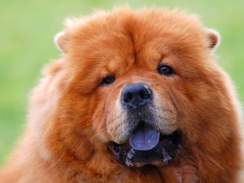 What the Chow Chow lacks in intellect is more than made up for with its loyalty - doing everything they can to protect their owner from danger.