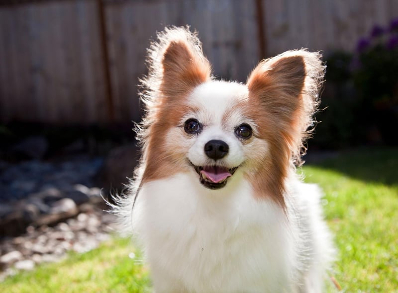 Amazing Dog Names: Here are 13 weird and beautiful dog names popular around the world - from Lovely to Vodka 🐕 | The Scotsman Amazing Dog Names: Here are 13 weird and beautiful dog names popular around the world - from Lovely to Vodka 🐕 | The Scotsman
