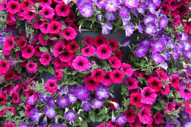 One of the most popular flowers for hanging baskets and window boxes, petunias are fine to have around dogs.