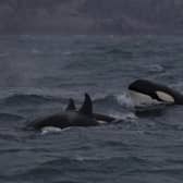 The UK's only resident killer whales are based in Scotland - but experts fear they are destined to die off, blaming a build-up of toxic chemicals in their systems for their failure to produce offspring. Picture: Hebridean Whale and Dolphin Trust