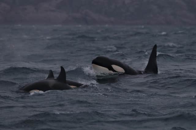 The UK's only resident killer whales are based in Scotland - but experts fear they are destined to die off, blaming a build-up of toxic chemicals in their systems for their failure to produce offspring. Picture: Hebridean Whale and Dolphin Trust