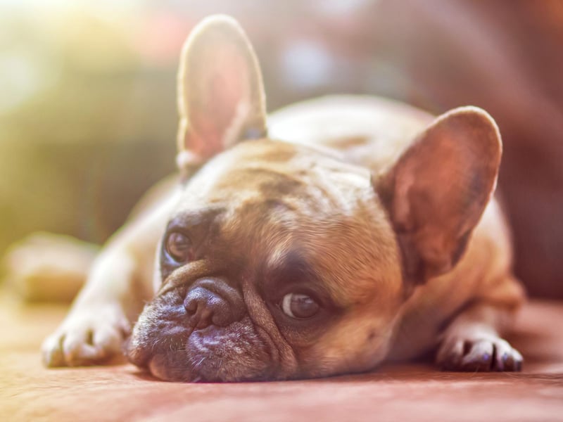 The French Bulldog has enjoyed huge popularity in recent years and was the second most common canine purchase of 2020, after the Labrador Retriever. A huge 39,266 were registered with the Kennel Club.