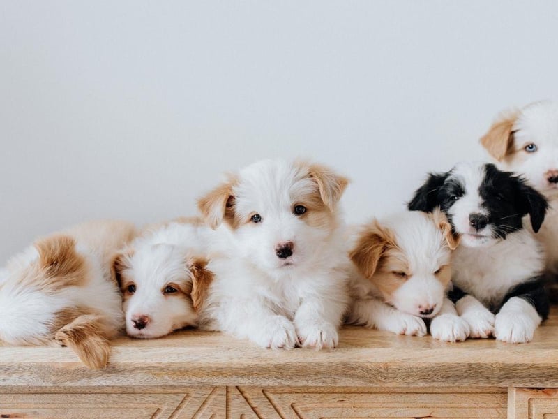 What art enthusiast wouldn't want a dog called Salvador Doggy?