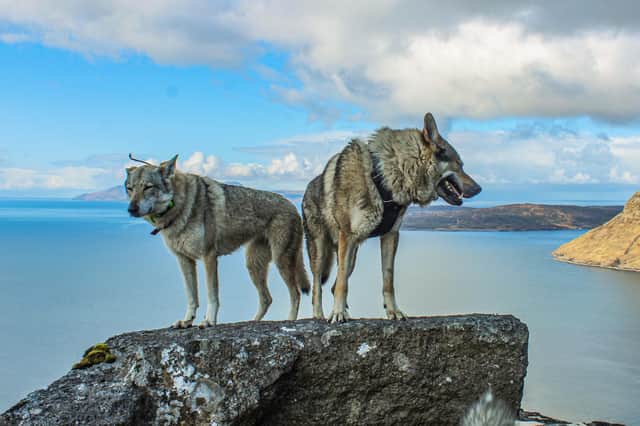 Wolfdogs Bella and Damek on a climbing adventure in the Cuillins, Isle of Skye. Picture: Oli Barrington
