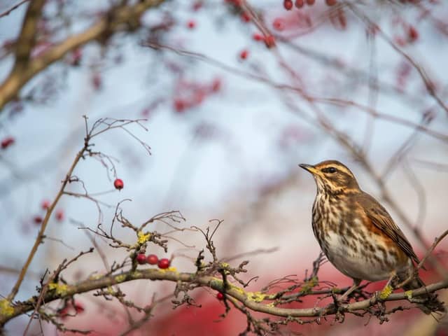 A Redwing  perched on a hawthorn tree. Picutre: Ben Andrew