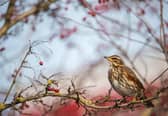 A Redwing  perched on a hawthorn tree. Picutre: Ben Andrew