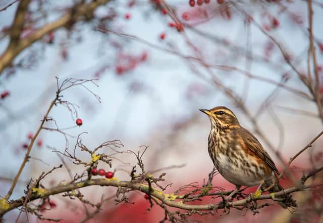 A Redwing perched on a hawthorn tree. Picutre: Ben Andrew