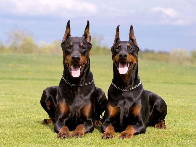 The Dobermann is a particularly popular choice for the US army, where they have earned the nickname 'the Devil Dog of the Marines' since first serving during Wold War 2. Their strenrth and athleticism makes them a great choice for a patrol dog.
