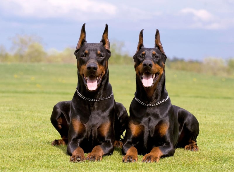 The Dobermann is a particularly popular choice for the US army, where they have earned the nickname 'the Devil Dog of the Marines' since first serving during Wold War 2. Their strenrth and athleticism makes them a great choice for a patrol dog.