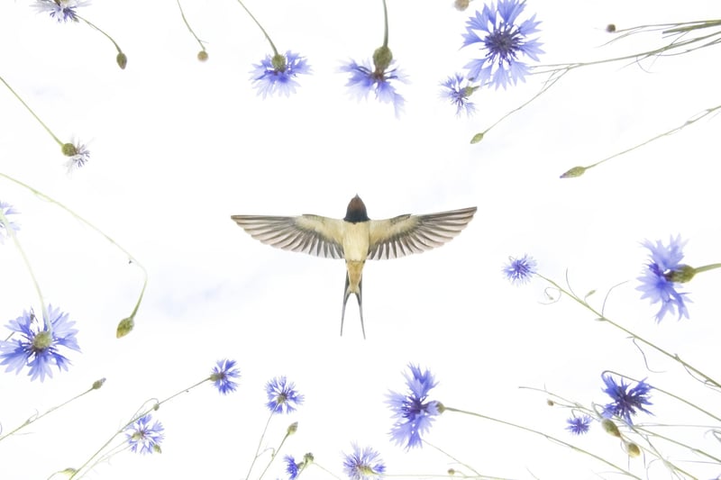 Swallow Over Meadow by Hermann Hirsch/Jan Lessman, Germany, of a barn swallow flies over a meadow of cornflowers in Eastern Germany, which has been shortlisted for the Wildlife Photographer of the Year People's Choice Award.
