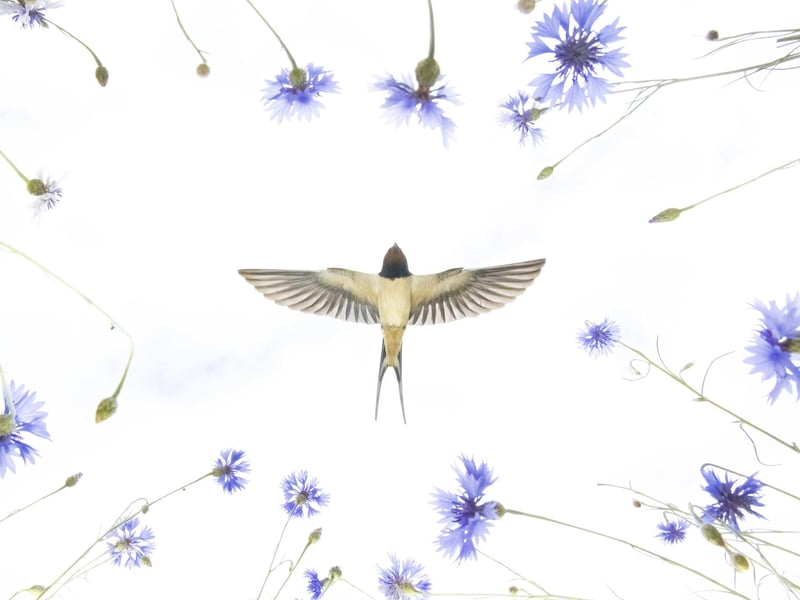 Swallow Over Meadow by Hermann Hirsch/Jan Lessman, Germany, of a barn swallow flies over a meadow of cornflowers in Eastern Germany, which has been shortlisted for the Wildlife Photographer of the Year People's Choice Award.