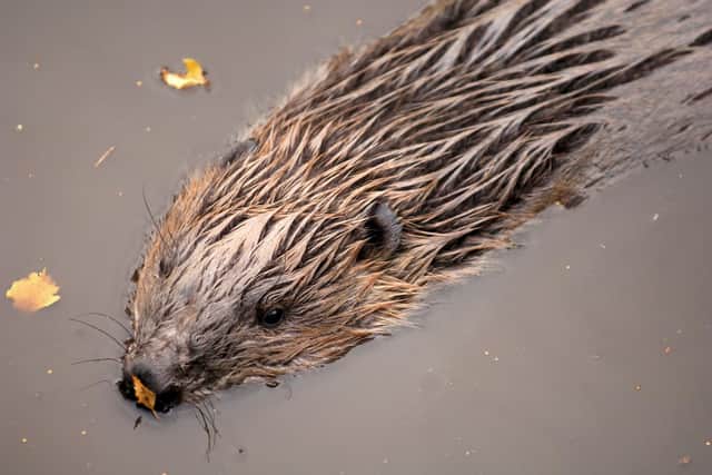 Beavers are spreading out from Tayside - where territory numbers also more than doubled to 251 - to Forfar, Crianlarich and Stirling (Photo: Scottish Natural Heritage).