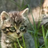 The Scottish wildcat has been earmarked for conservation action alongside other iconic and endangered animals from across the globe in the Royal Zoological Society of Scotland's new strategy. Picture: RZSS