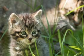 The Scottish wildcat has been earmarked for conservation action alongside other iconic and endangered animals from across the globe in the Royal Zoological Society of Scotland's new strategy. Picture: RZSS