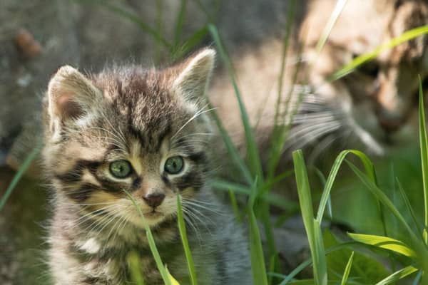 The Scottish wildcat has been earmarked for conservation action alongside other iconic and endangered animals from across the globe in the Royal Zoological Society of Scotland's new strategy. Picture: RZSS