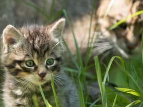 The Scottish wildcat has been earmarked for conservation action alongside other iconic and endangered animals from across the globe in the Royal Zoological Society of Scotland's new strategy. Picture: RZSS