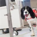 Sniffer dogs could be trained to detect coronavirus