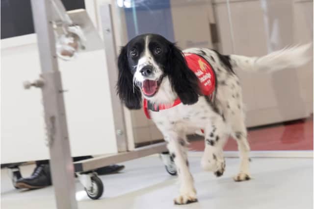 Sniffer dogs could be trained to detect coronavirus