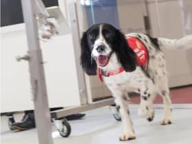 Sniffer dogs could be trained to detect coronavirus