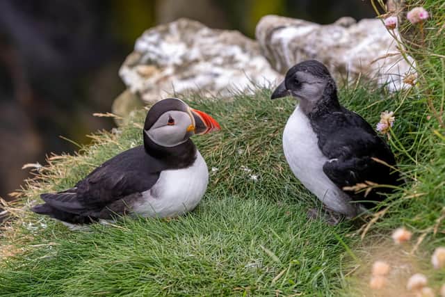 Puffins spend most of their lives at sea but return to land to breed, nesting in burrows or cracks in rocks