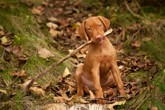 Starting with the dogs that often like to keep themselves to themselves. Vizslas are large dogs that have been bred to hunt - so it's perhaps surprising that they can be very shy and timid if not widely socialised at a young age.