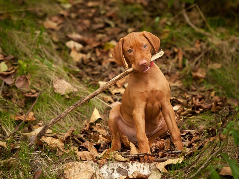 Starting with the dogs that often like to keep themselves to themselves. Vizslas are large dogs that have been bred to hunt - so it's perhaps surprising that they can be very shy and timid if not widely socialised at a young age.