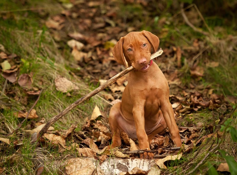 Starting with the dogs that often like to keep themselves to themselves. Vizslas are large dogs that have been bred to hunt - so it's perhaps surprising that they can be very shy and timid if not widely socialised at a young age.