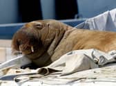 The young female walrus Freya resting on a boat in Frognerkilen, Oslo Fjord, Norway. She was "euthanised" on Sunday given the threat to "human security".
(Photo by Tor Erik Schrøder / NTB / AFP) / Norway OUT.