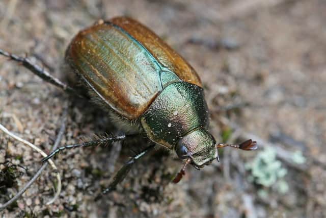 A report by Ardeer Action Group has found that Garnock estuary is home to more than 1,000 invertebrate species, including this irridescent dune chafer bug. Picture: Iain Hamlin