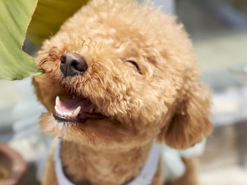 The smallest of three sizes of Poddle (the others being Standard and Miniature), a fully-grown Toy Poodle will only weigh 6-7 kg. This breeds rounds out our top five tiniest pups.