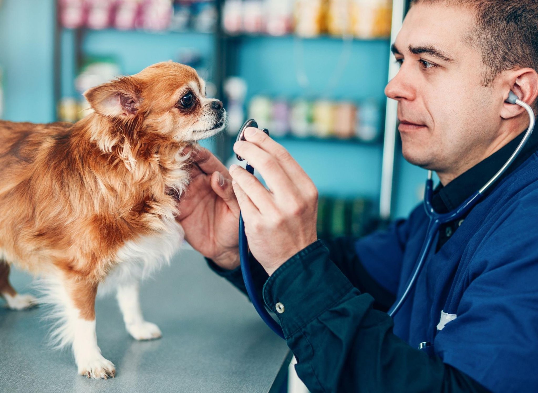 These are 10 of the healthiest breeds of adorable dog that won’t need many vet visits These are 10 of the healthiest breeds of adorable dog that won’t need many vet visits