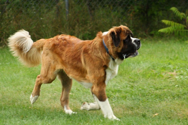 When a dog is as big as a Saint Bernard, there's a lot of surface area for the dirt to attach to. These gentle giants love getting mucky.