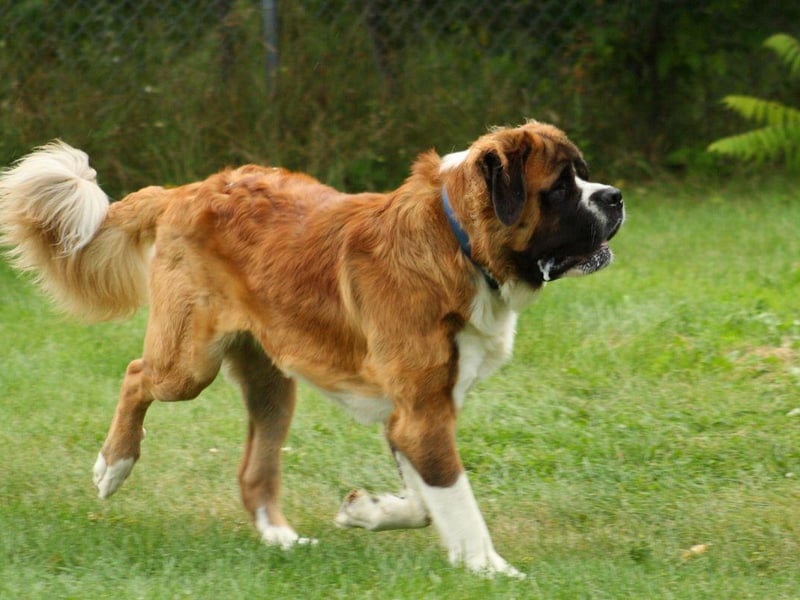 When a dog is as big as a Saint Bernard, there's a lot of surface area for the dirt to attach to. These gentle giants love getting mucky.