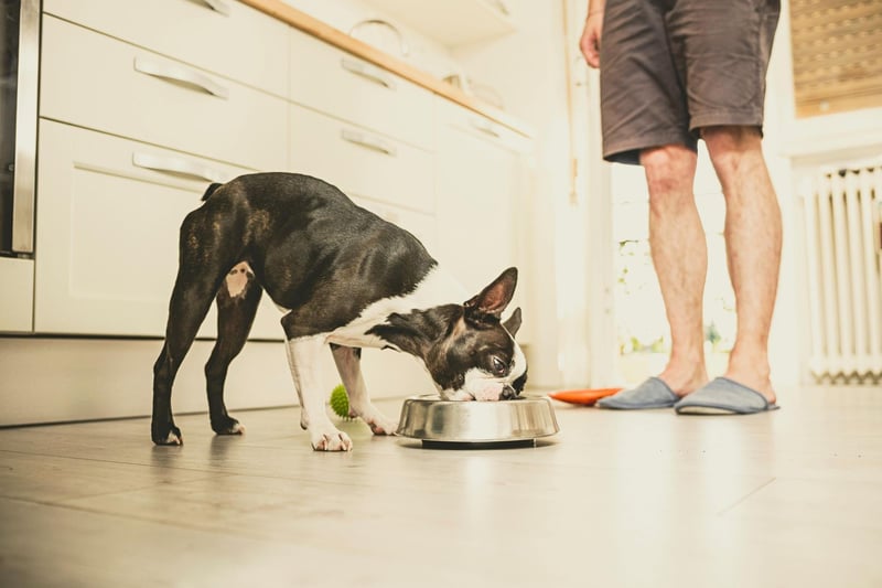 The challenge with a Boston Terrier is finding them a suitable food that they enjoy. Once you've cracked that, you should have no problem with them eating. A little trial and error is required.