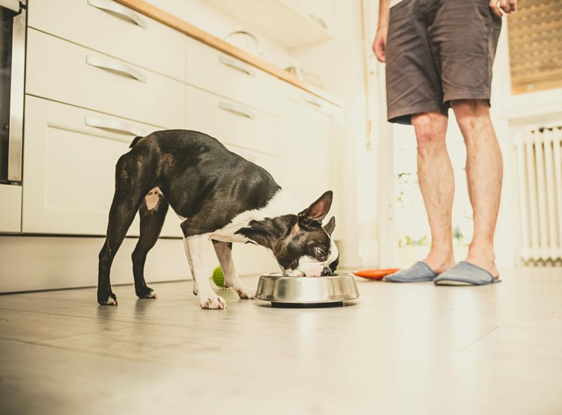 The challenge with a Boston Terrier is finding them a suitable food that they enjoy. Once you've cracked that, you should have no problem with them eating. A little trial and error is required.