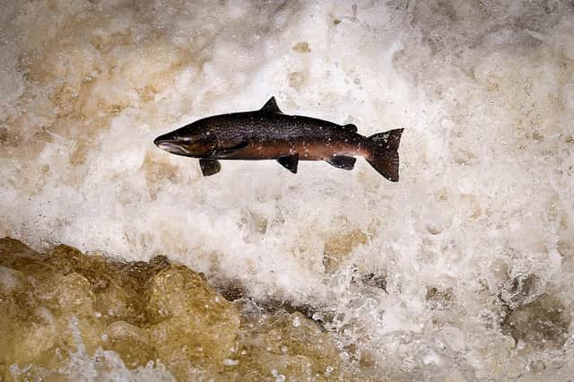 Research is being carried out into gene editing to give salmon greater resistance to major diseases (Picture: Jeff J Mitchell/Getty Images)