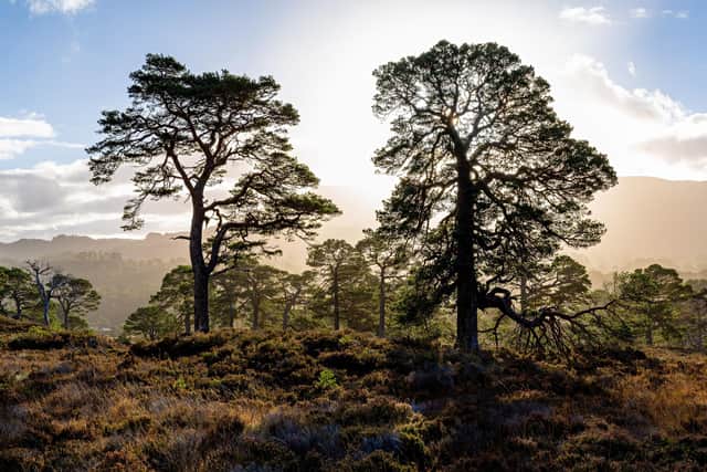 Glen Affric in the Highlands. Picture: Alexander Lindsay