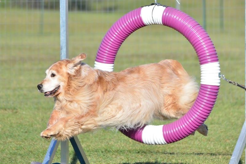 Not all Golden Retrievers make great agility dogs, but get the right pup and you will have a winning combination of loving family doog and steely competitor. They are surprisingly fast for their size and are one of the most easy dogs to train. The same also goes for their close cousin, the Labrador Retriever.