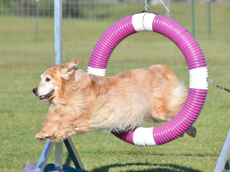 Not all Golden Retrievers make great agility dogs, but get the right pup and you will have a winning combination of loving family doog and steely competitor. They are surprisingly fast for their size and are one of the most easy dogs to train. The same also goes for their close cousin, the Labrador Retriever.