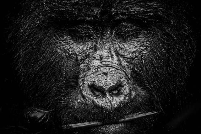 1st portrait by Ali Saifaldeen. Mountain gorilla Kibande relaxes in the rain in Rushegura, Uganda.