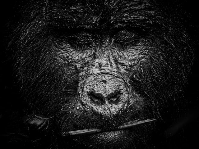 1st portrait by Ali Saifaldeen. Mountain gorilla Kibande relaxes in the rain in Rushegura, Uganda.