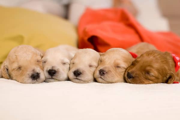 A few handy tips can make it easier to get a puppy used to your home.