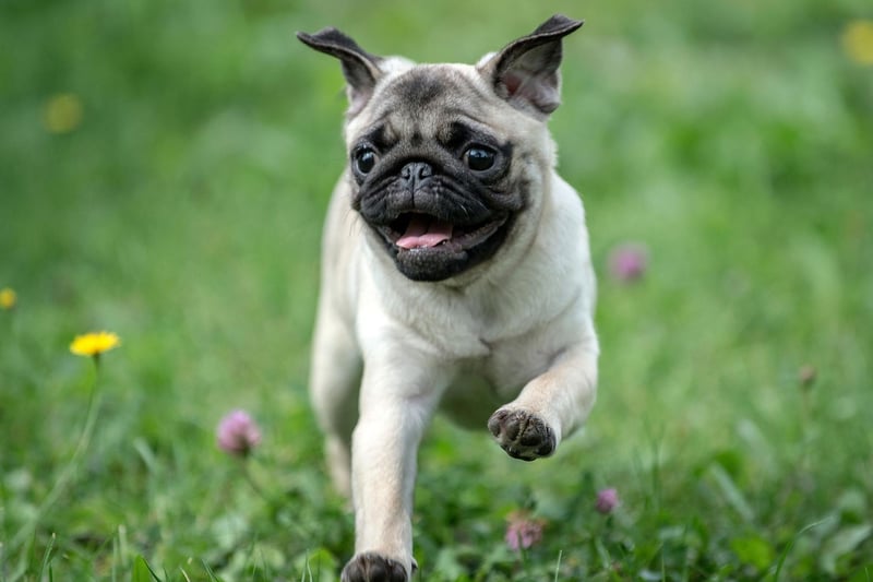 The tiny Pug, a breed that is originally from China, has a very expressive wrinkly face - one of the reasons that these wee characters have had some 6.7 billion views on TikTok.