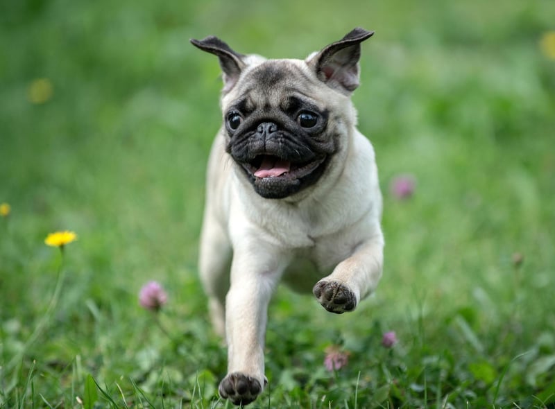 The tiny Pug, a breed that is originally from China, has a very expressive wrinkly face - one of the reasons that these wee characters have had some 6.7 billion views on TikTok.