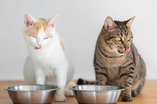 In order to get your cat drinking more, try out different bowls. Alternatively, have them all out at the same time and see which one they enjoys drinking out of most.